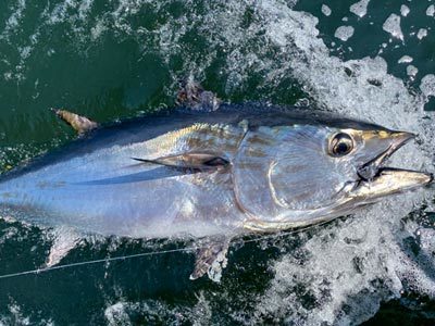 La pêche du thon rouge