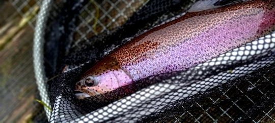 Jolie robe pour cet arc-en-ciel de l'Etang Neuf