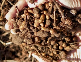 Tigers à la récolte.