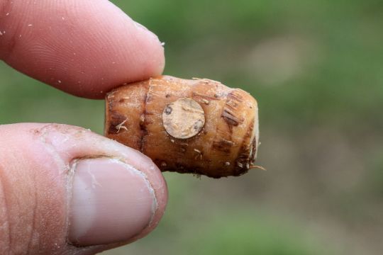Noix tigrée équilibrée avec un cylindre de liège.