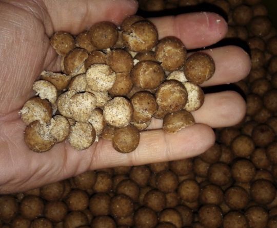 Bouillettes Feedz constituées uniquement de produits dérivés de la noix tigrée.