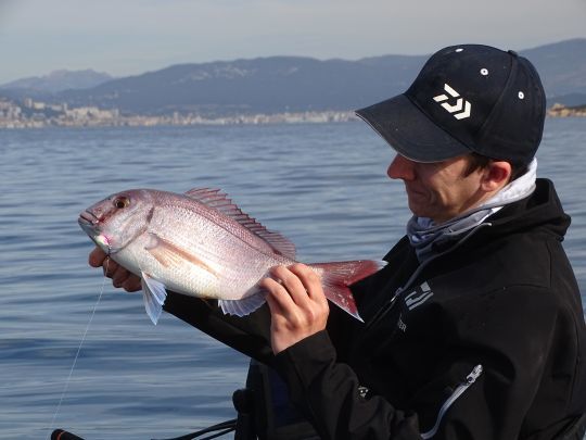 Pêche du pagre au leurre-appât