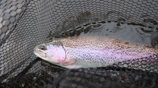 Superbe truite arc-en-ciel prise en barque sur un poste inaccessible du bord