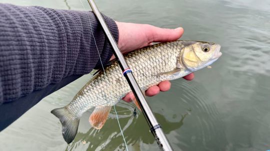 Les chevesnes sont nombreux à se nourrir en surface le long des péniches.