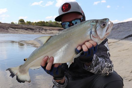 Le payara est facilement reconnaissable.