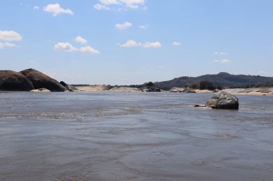 Le payara fréquente les zones avec du courant.
