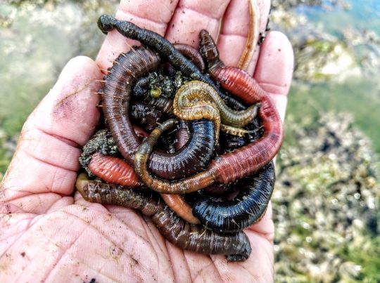 Différents vers peuvent être utilisés comme appâts