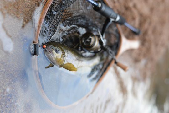 Le tungtène, comme la bille de cette micro tête plombée, compte parmi les matériaux les plus dense