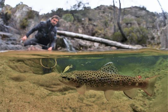 Les leurres suspending sont très imitatifs