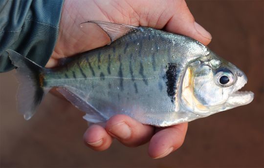 4 señuelos imprescindibles para pescar payara en Sudamérica