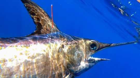 Marquer les poissons pêchés