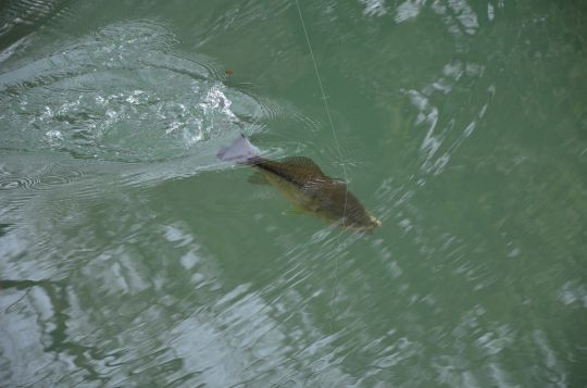 Continuer à pouvoir pêcher le black-bass