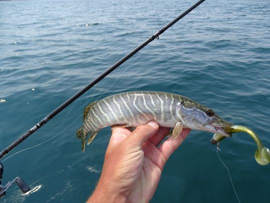 Le brochet, un carnassier redoutable à chaque instant de sa vie