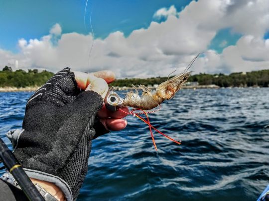 Différents appâts peuvent être proposés