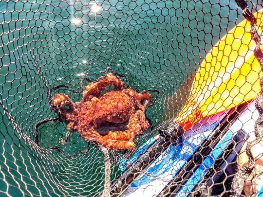 Les poulpes sont aussi intéressés