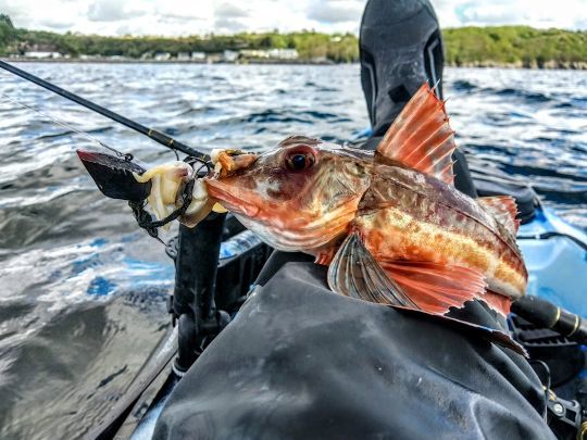 Différentes espèces peuvent être recherchées