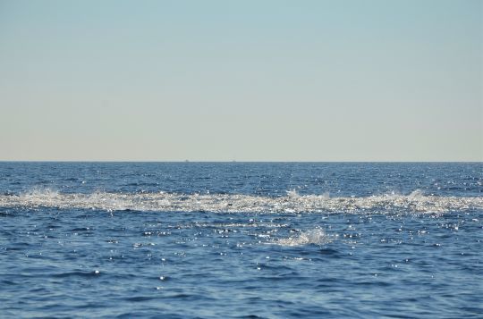 Des chasses de grande envergure