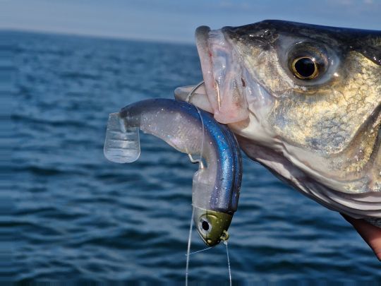 Lorsque les sardines arrivent, misez plutôt sur des shads, dans des coloris bleus évidemment !