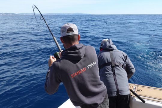 Taguer un thon rouge pêché à la ligne est idéal