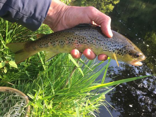 Jolie truite bretonne au coup du soir