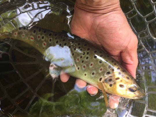 Dès que les truites s'activent entre deux eaux, la pêche en noyée est très efficace