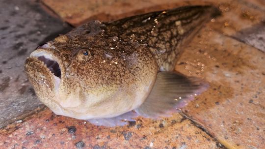 L'uranoscope, un poisson atypique