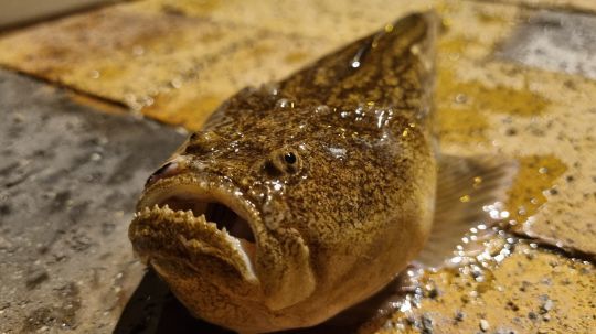 Un poisson pris en rockfishing de nuit