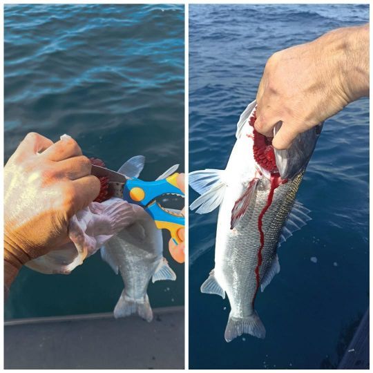 Etape 3 : coupez la 3ème branchie du poisson pour qu'il se vide de son sang.