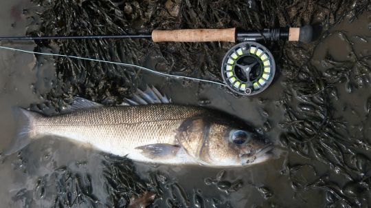 Pour traquer les gros bars à vue, il est nécessaire d'avoir un matériel adapté et fiable