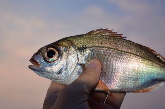 De gros yeux et une tâche noire