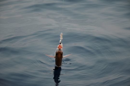 Pêche de la dorade rose aux appâts