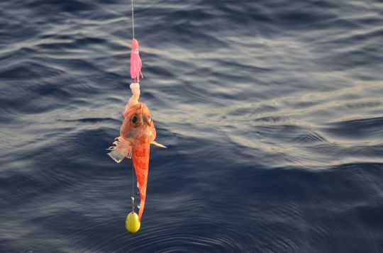 Des montages adaptés à la pêche profonde