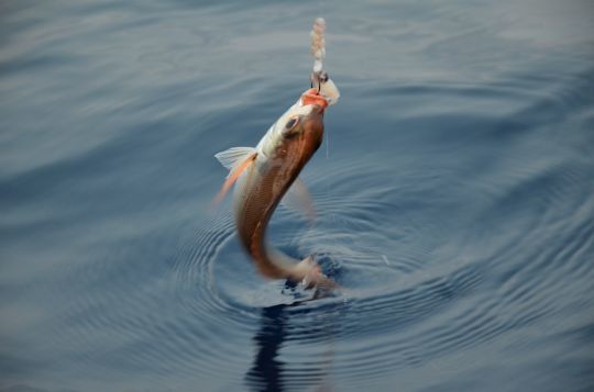 La dorade rose vit en bancs