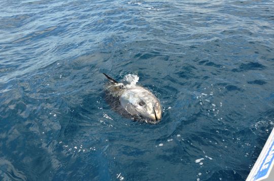 Un moulinet conçu pour les pêches fortes en mer