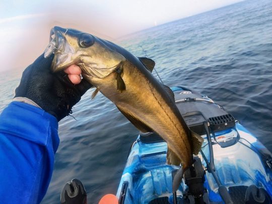 La pêche de loisirs du lieu menacée ?