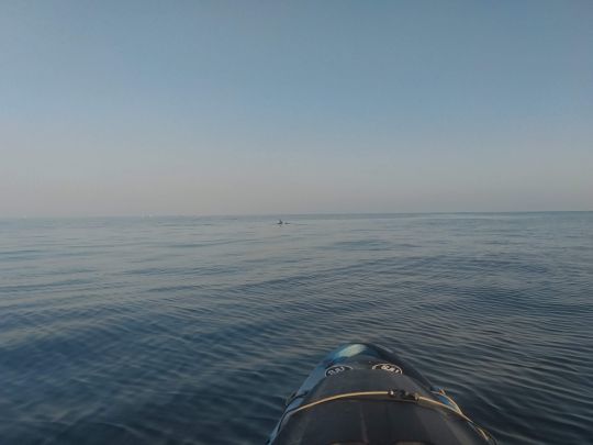 Rencontre avec les grands dauphins