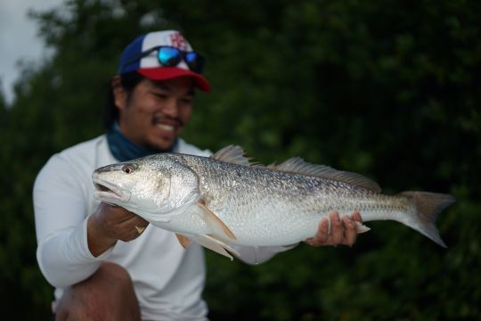 Surprise de taille avec ce joli redfish guadeloupéen