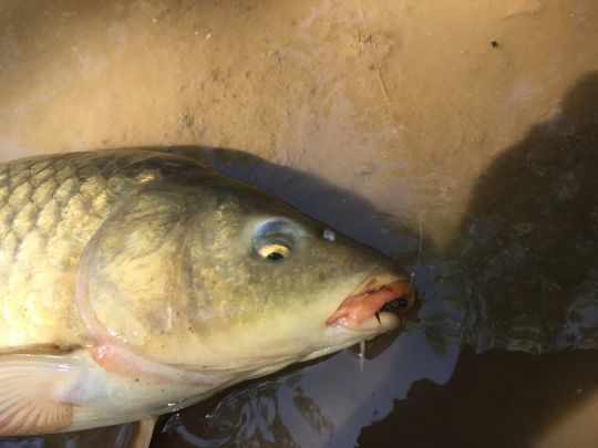 Prendre ces carpes à vue est toujours un grand moment et en soie de 6 les combats sont épiques!