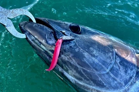 Una selección de señuelos eficaces para la pesca del atún rojo