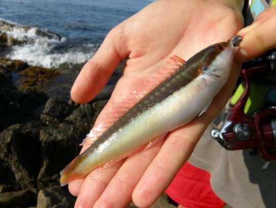 Pêcher les poissons de roche avec des vers Power Isome