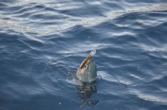 Cibler les poissons présents