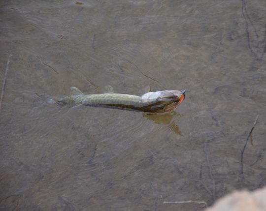 Brochet sur un leurre souple flashy