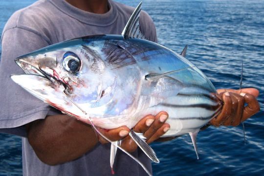 Le listao est couramment pêché à Madagascar