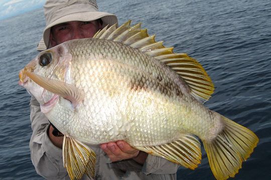 Ce poisson de fond se prend à la palangrotte