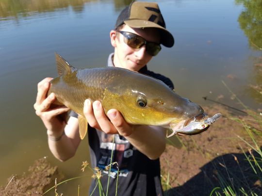 Pêche du comizo au cranckbait