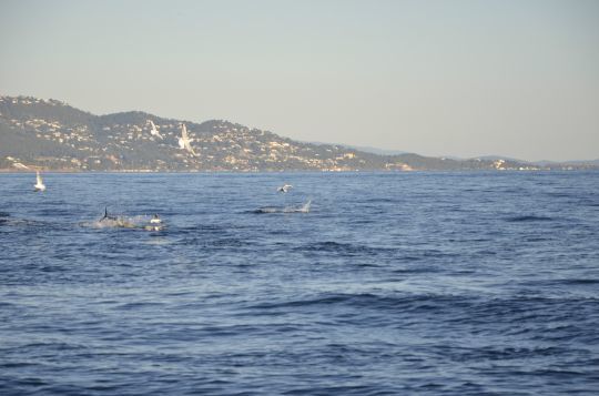 La présence de thons ou de dauphins repousse les bancs de calamar