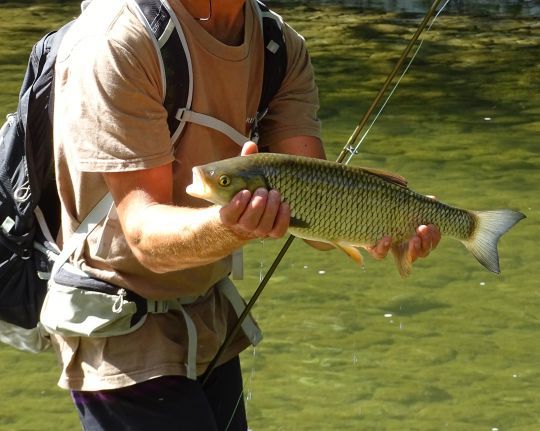 La pêche du chevesne à la mouche