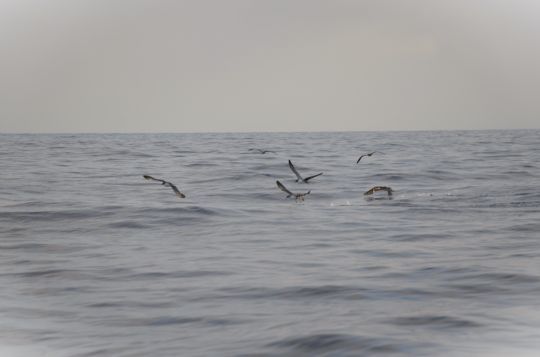 Les puffins cendrés, de très bon indicateurs de chasse