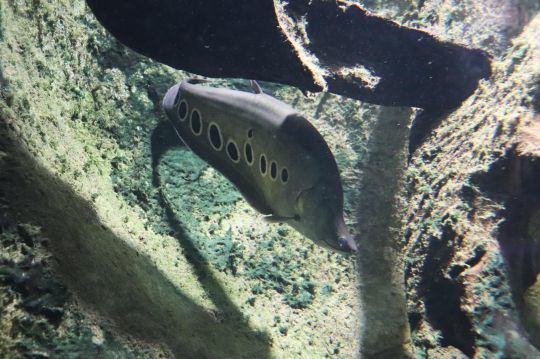 Le clown knife fish est originaire d'Asie, mais se retrouve aussi en Floride.