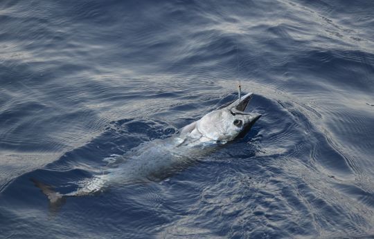 Les poissons pélagiques vont arriver